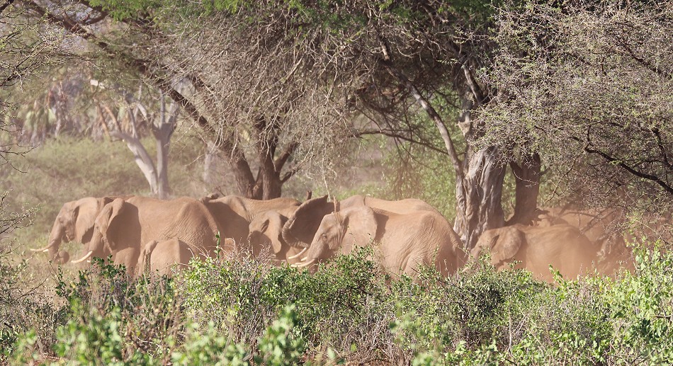 rote Tsavo Elefanten