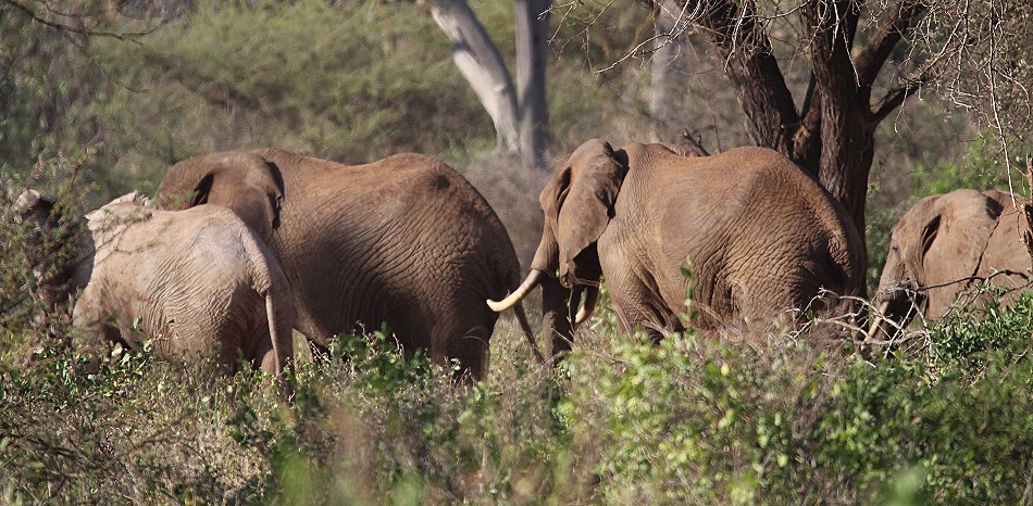 rote Tsavo Elefanten