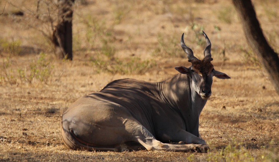 Elenantilope, Eland Antilope