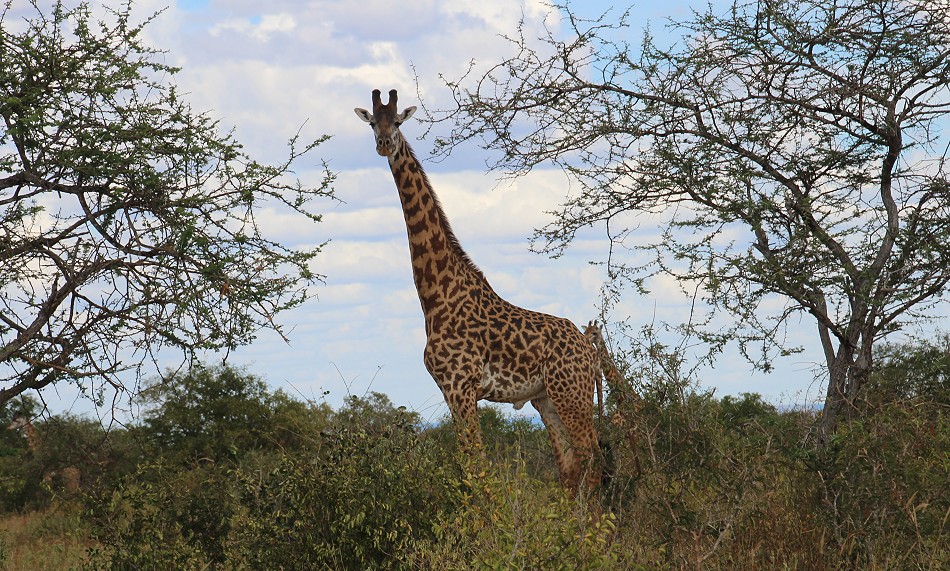 Tsavo West National Park - Kenya