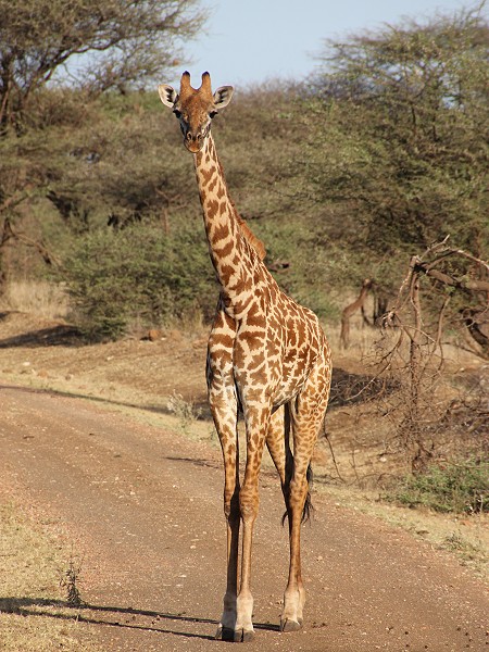 Masai Giraffen