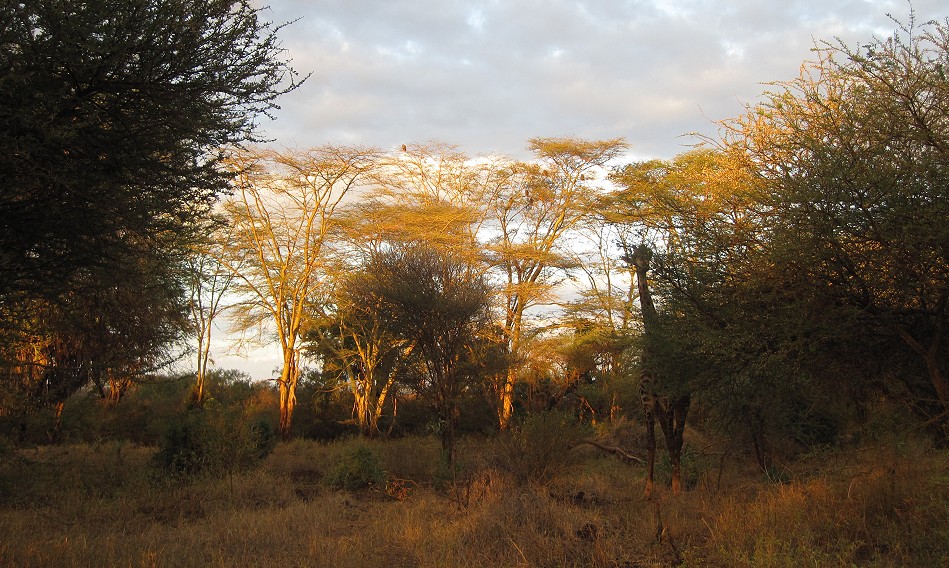 Masai Giraffe, Tsavo West