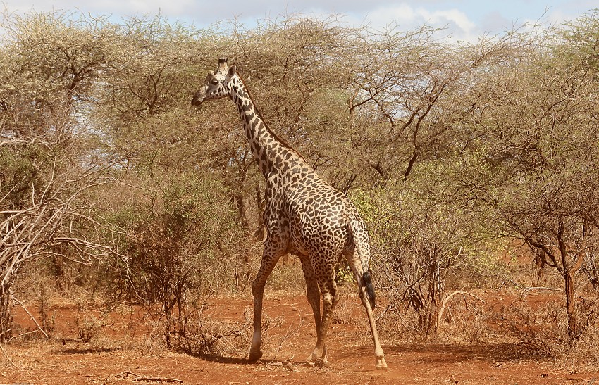 Masai Giraffen