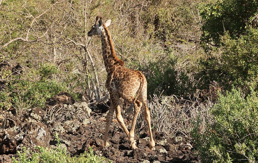 Masai Giraffen
