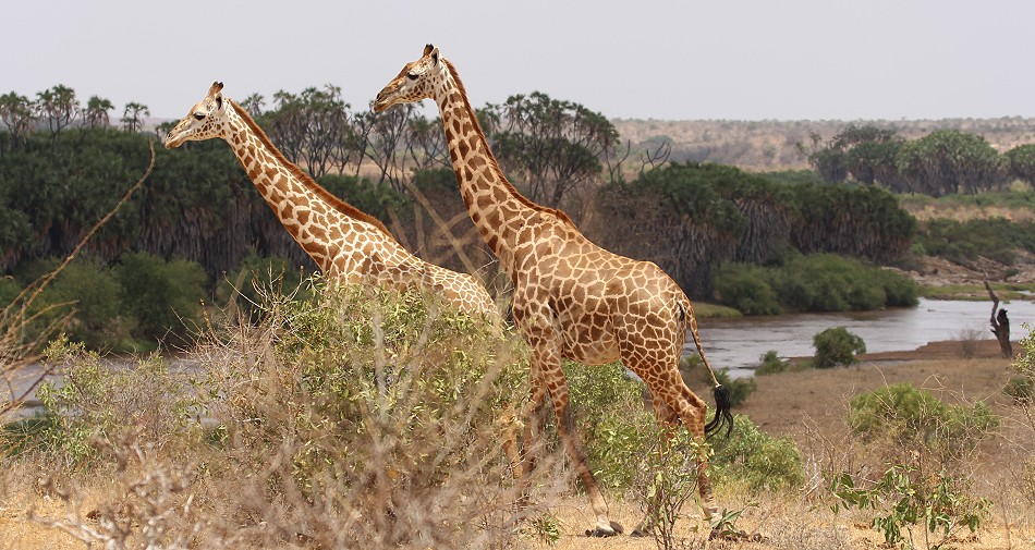 Masai Giraffen