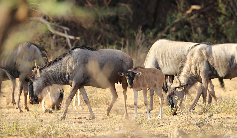 Gnu, Tsavo West