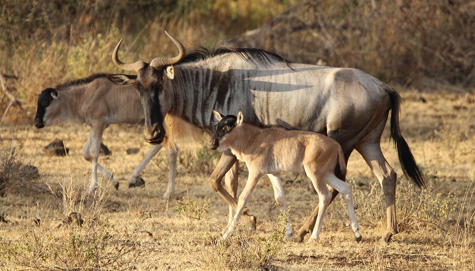 Gnu, Tsavo West