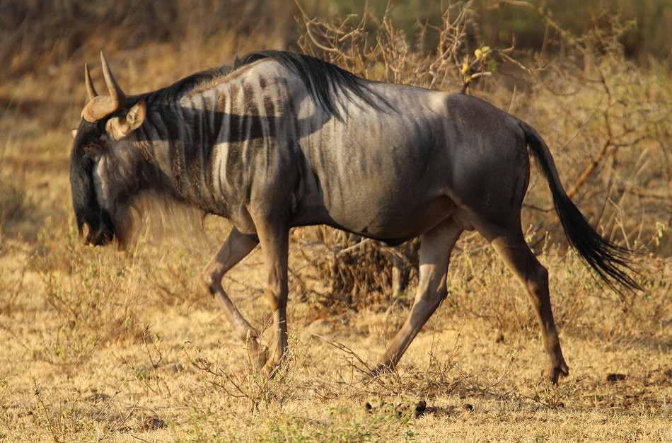 Gnu, Tsavo West