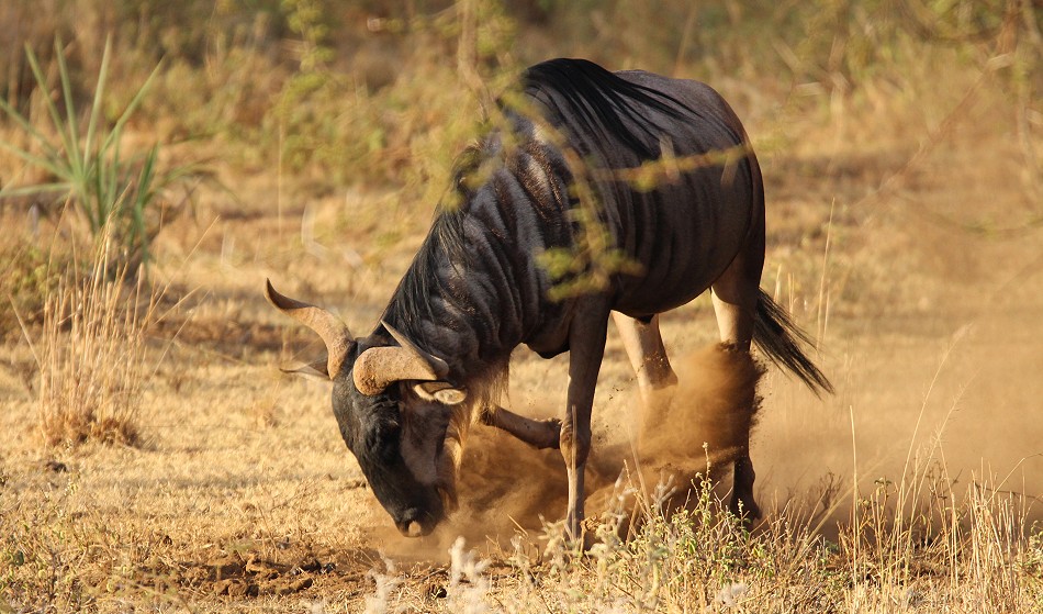 Gnu, Tsavo West