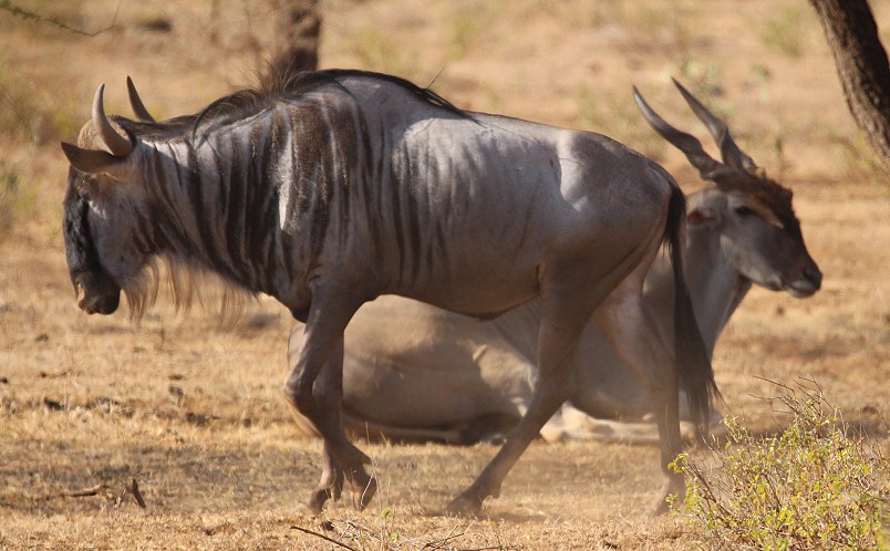 Gnu, Tsavo West