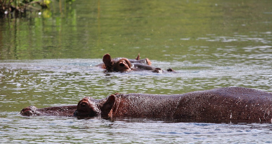 Mzima Springs, Flusspferd