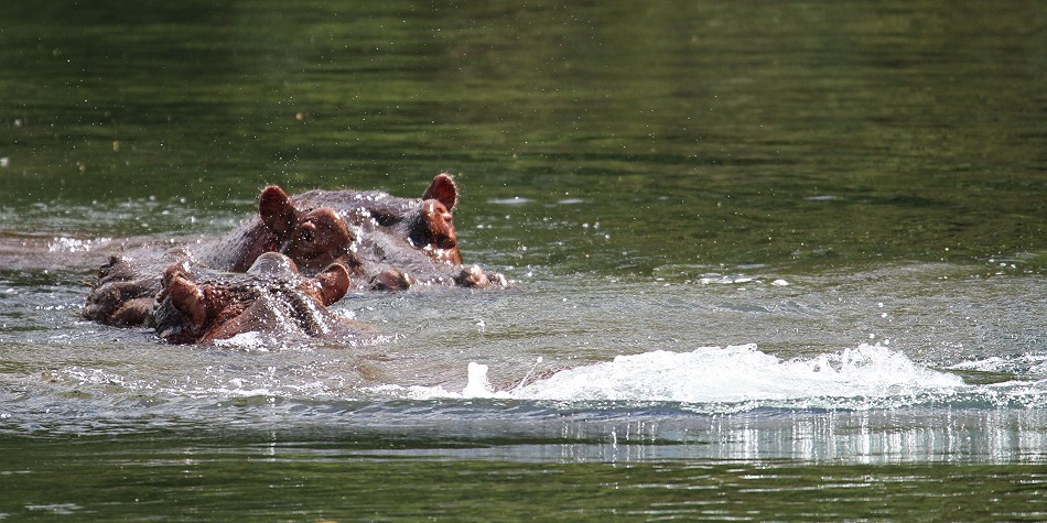 Mzima Springs, Flusspferd