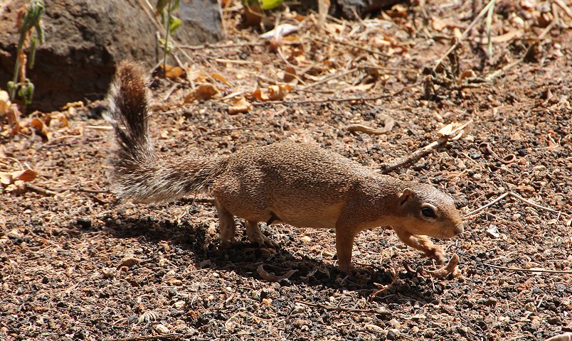 Buschhörnchen