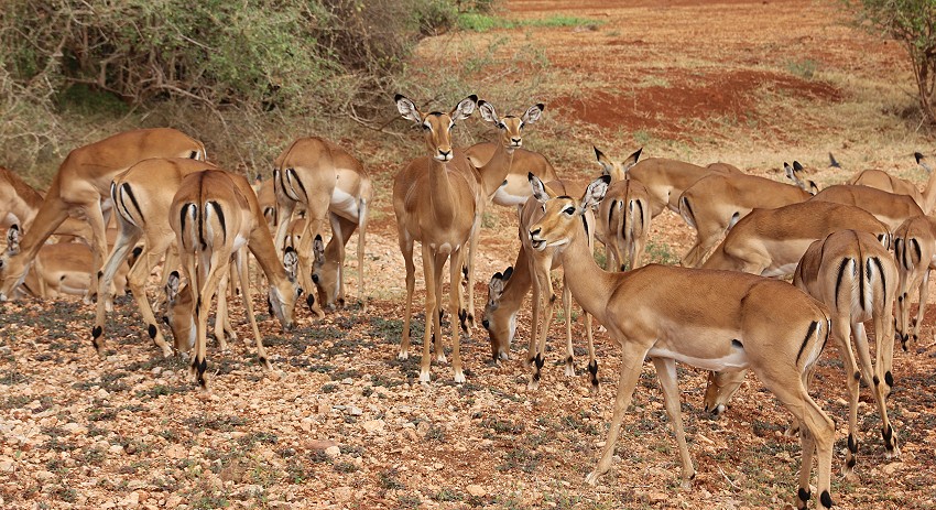 Impala