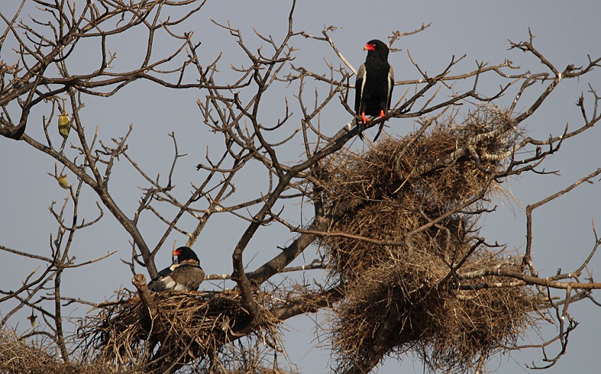 Irima Wasserloch - Tsavo Ost National Park