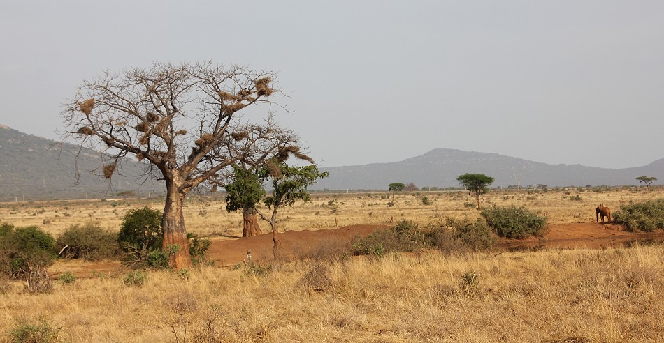 Irima Wasserloch - Tsavo Ost National Park