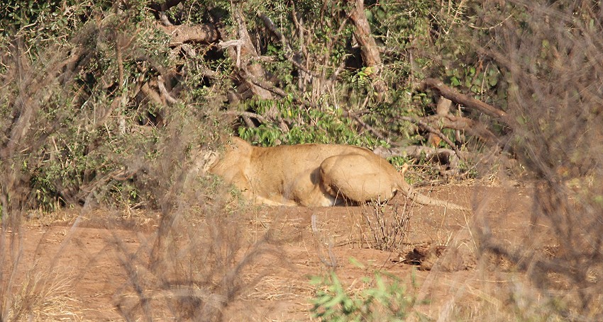 Irima Wasserloch - Tsavo Ost National Park