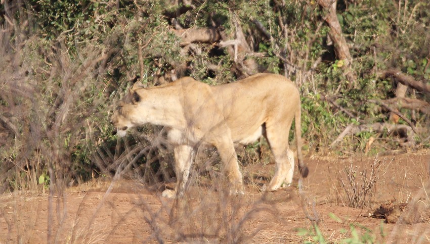 Irima Wasserloch - Tsavo Ost National Park