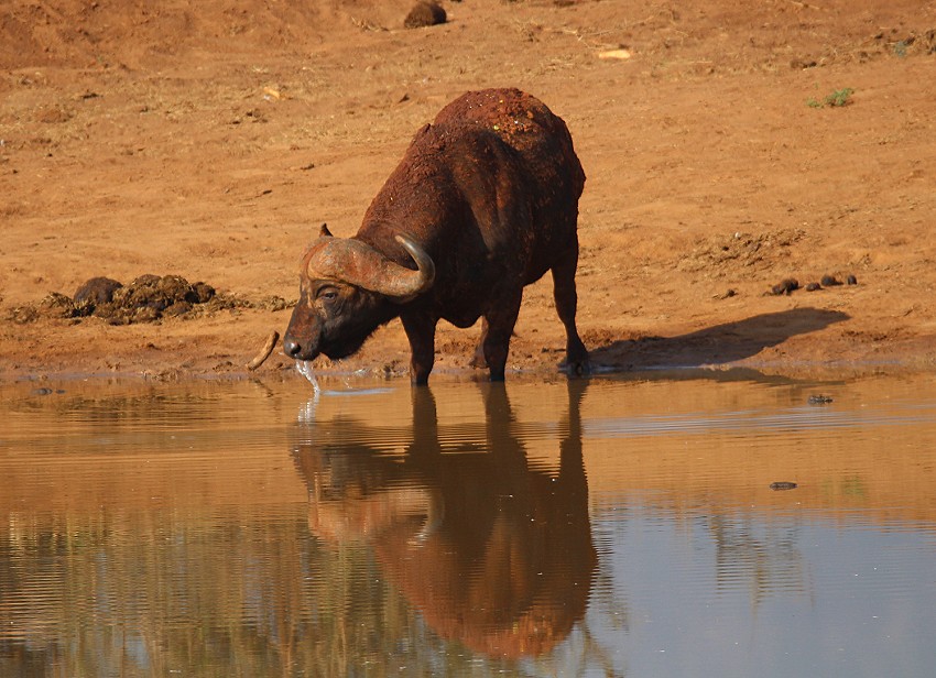 Irima Wasserloch - Tsavo Ost National Park