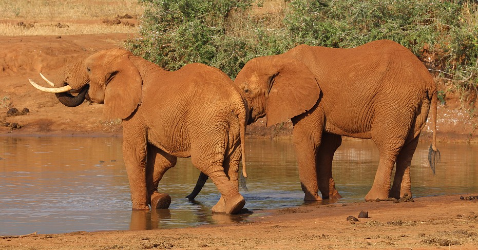 Irima Wasserloch - Tsavo Ost National Park