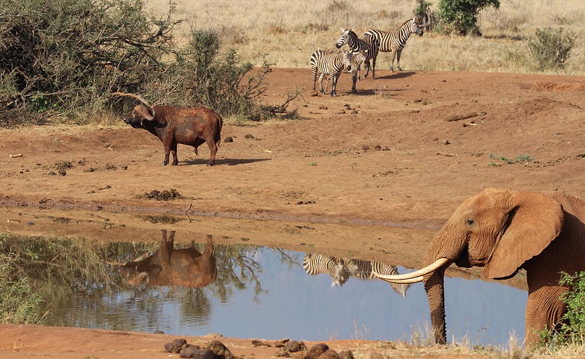 Irima Wasserloch - Tsavo Ost National Park