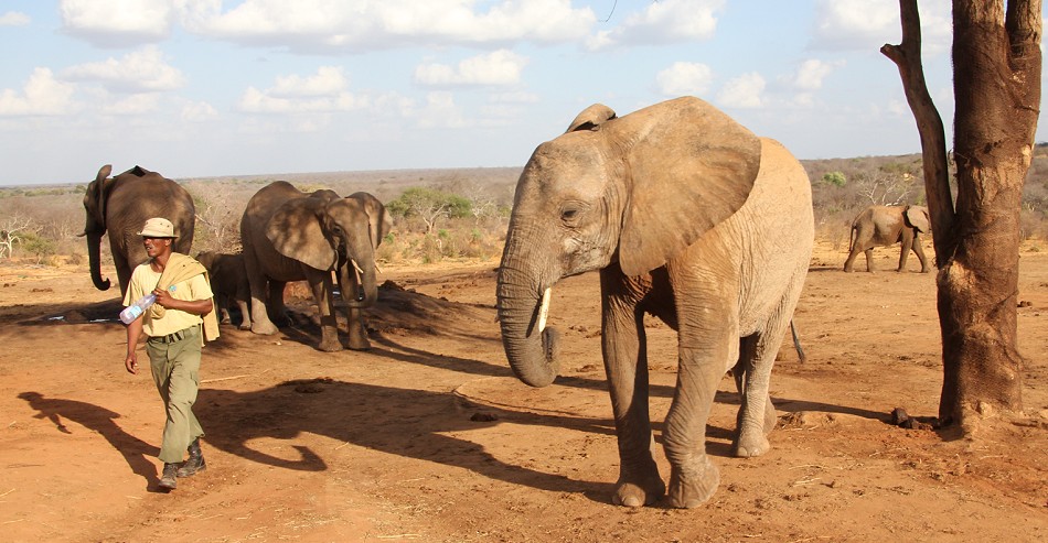 Ithumba Auswilderungsstation - David Sheldrick Wildlife Trust