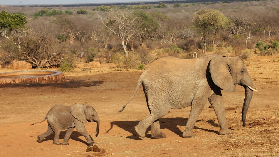 Ithumba Auswilderungsstation - David Sheldrick Wildlife Trust