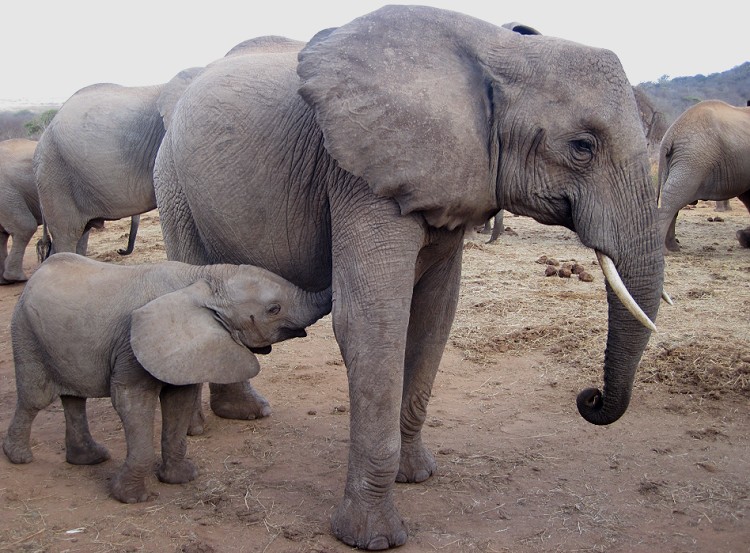 Ithumba Auswilderungsstation - David Sheldrick Wildlife Trust