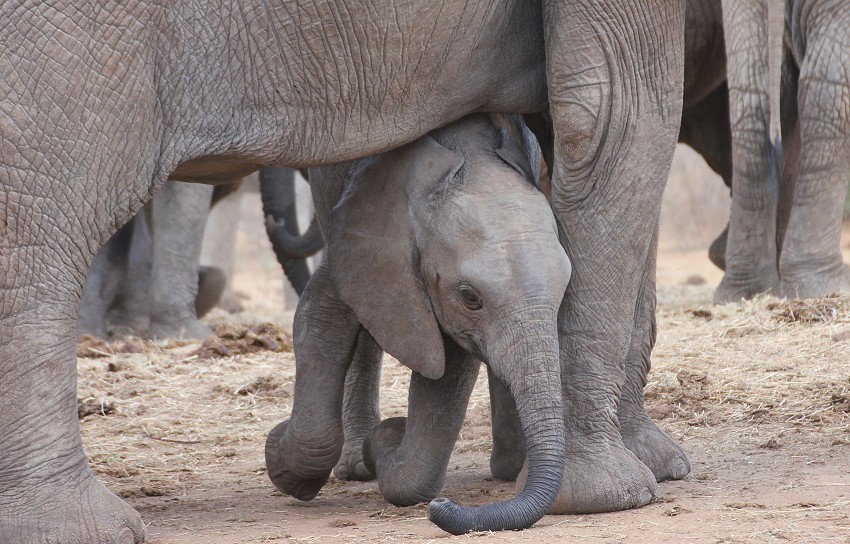 Ithumba Auswilderungsstation - David Sheldrick Wildlife Trust