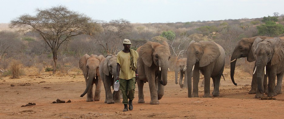 Ithumba Auswilderungsstation - David Sheldrick Wildlife Trust