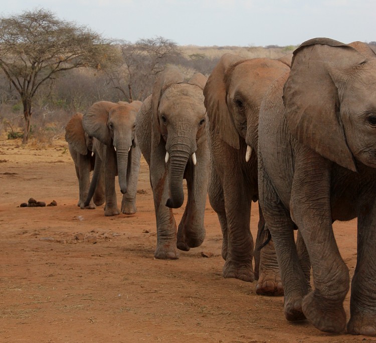 Ithumba Auswilderungsstation - David Sheldrick Wildlife Trust