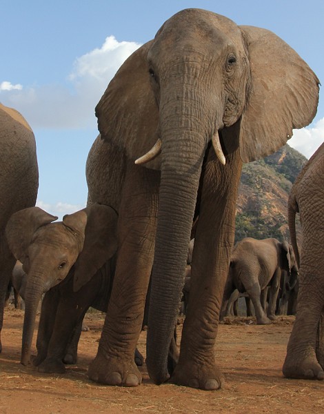 Ithumba Auswilderungsstation - David Sheldrick Wildlife Trust