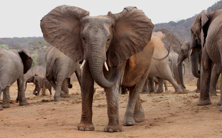 Ithumba Auswilderungsstation - David Sheldrick Wildlife Trust