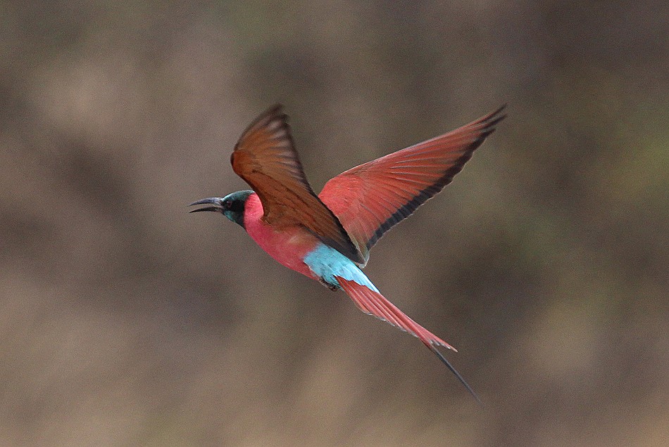 Sekretär Vogel