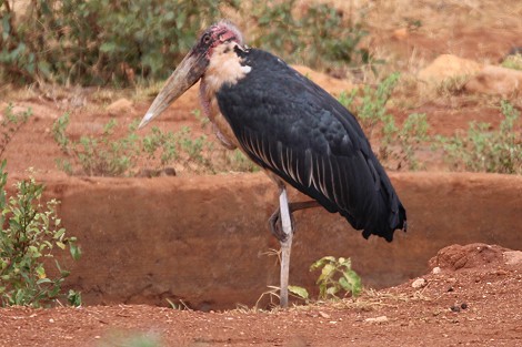 Kilanguni Lodge - Tsavo West