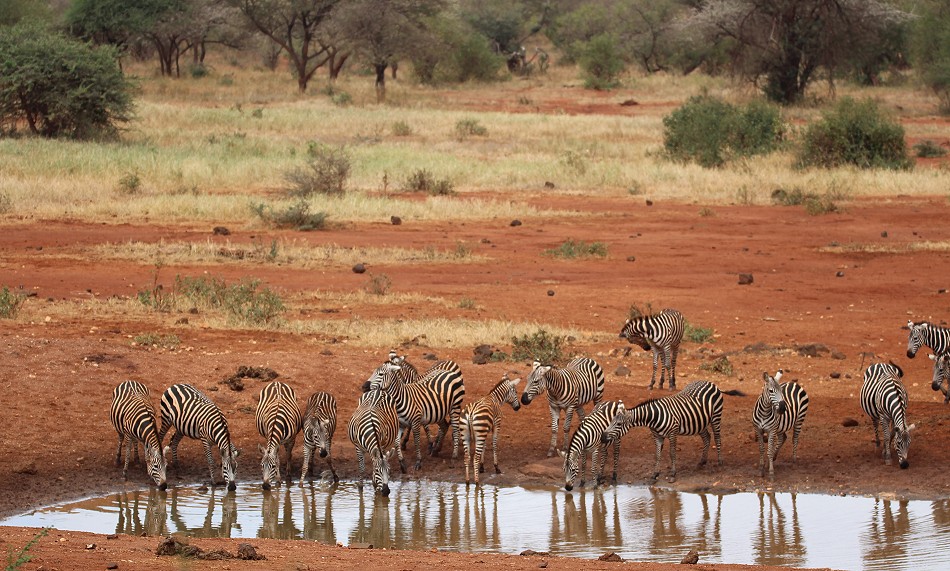 Kilanguni Lodge - Tsavo West