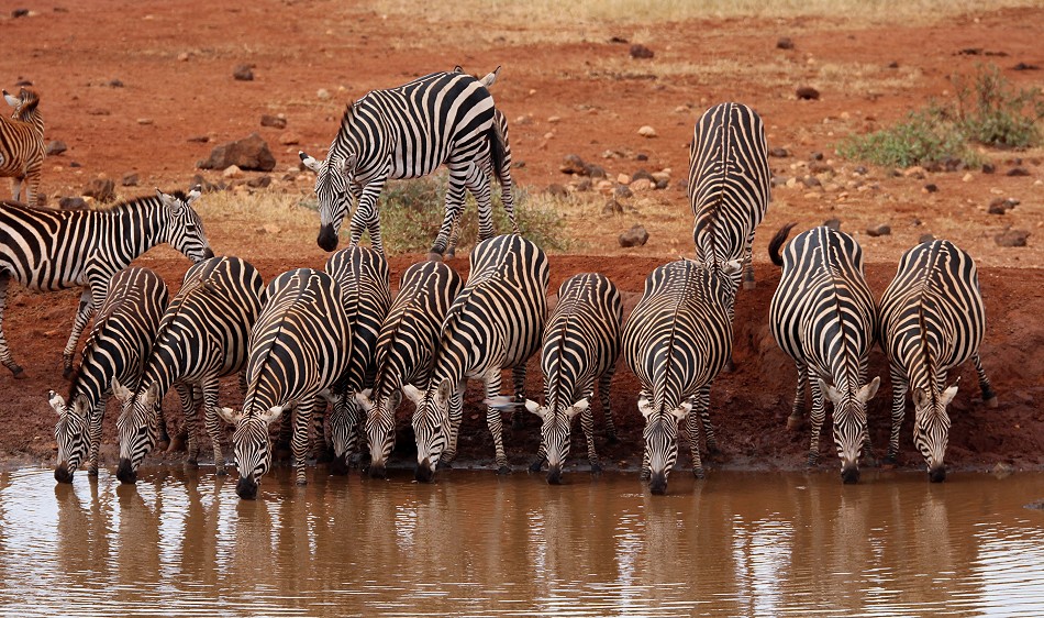 Kilanguni Lodge - Tsavo West