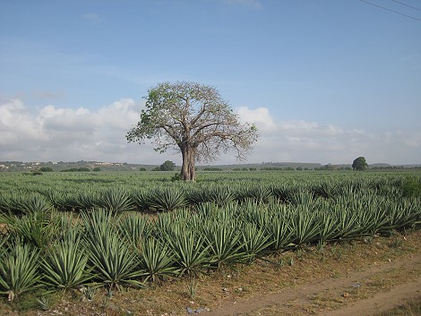 Kilifi