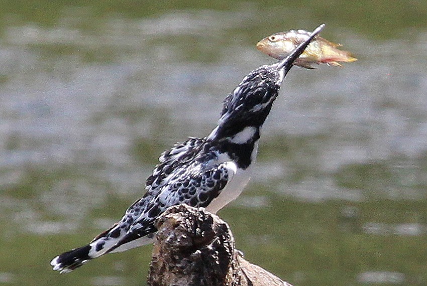 Graufischer mit Fisch