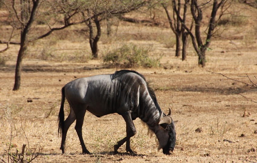 Gnu, Kitani Bandas