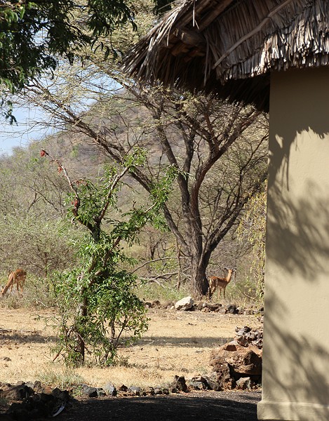 Kitani Bandas - Tsavo West