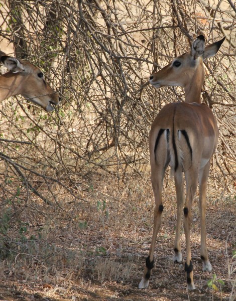 Impala, Kitani Bandas - Tsavo West