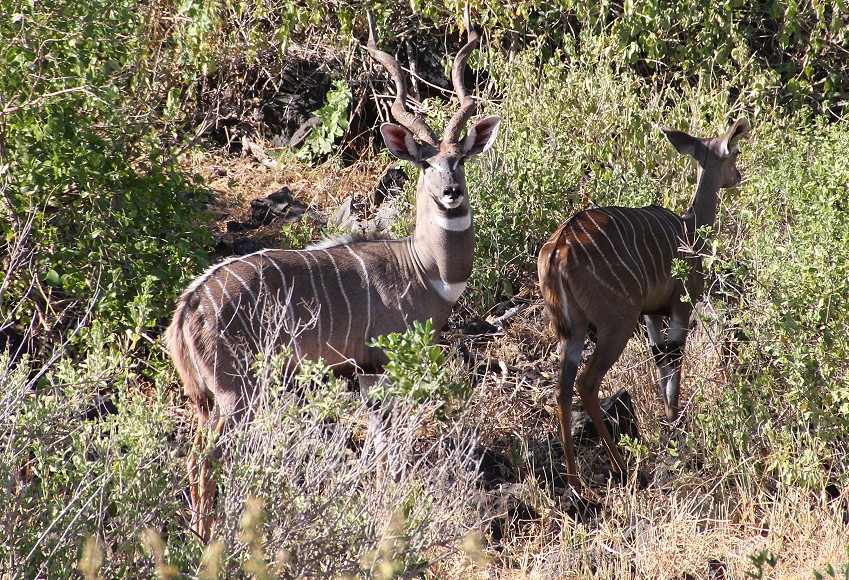 Kleiner Kudu