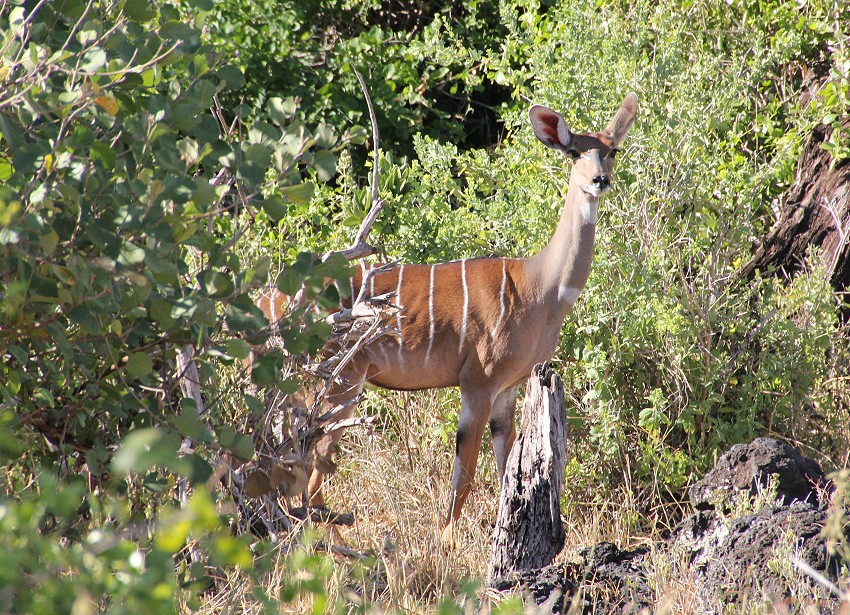 Kleiner Kudu