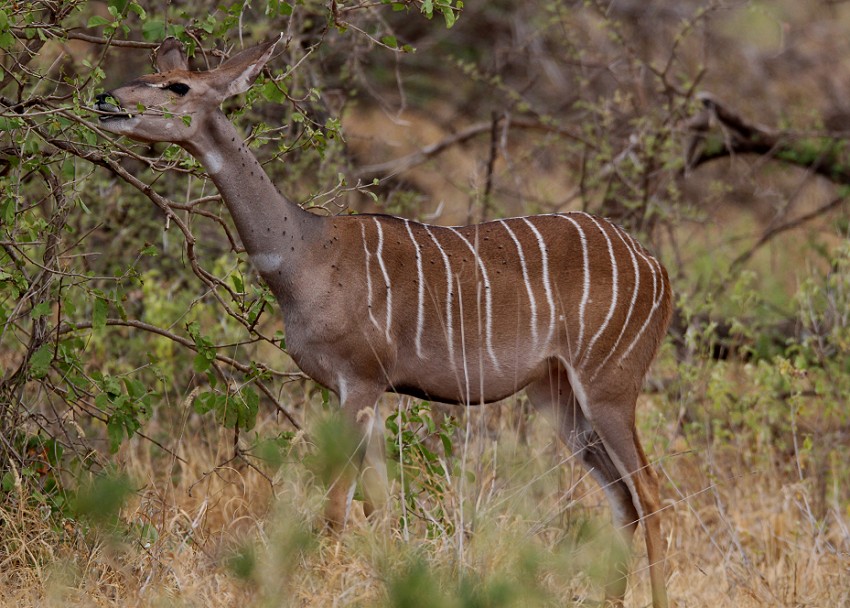 Kleiner Kudu