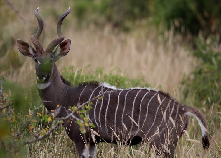 Kleiner Kudu