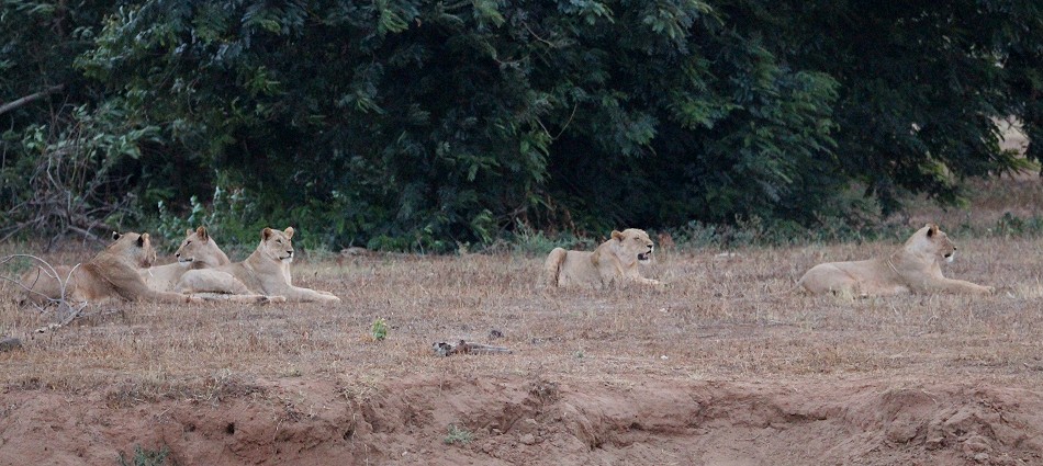 Löwen, Tsavo Ost