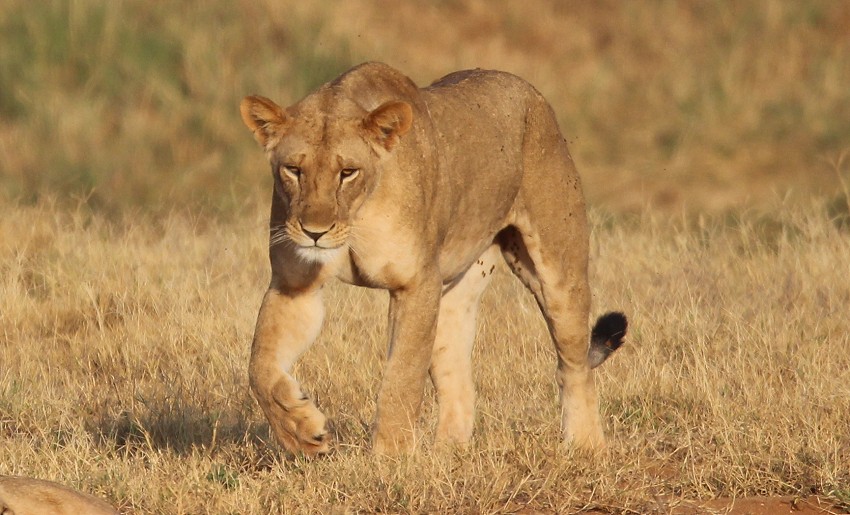 Die Nachfahren der Man Eater Löwen, Tsavo Ost