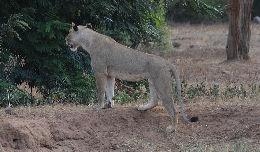 Die Nachfahren der Man Eater Löwen, Tsavo Ost