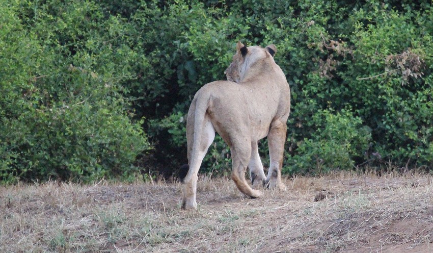 Die Nachfahren der Man Eater Löwen, Tsavo Ost